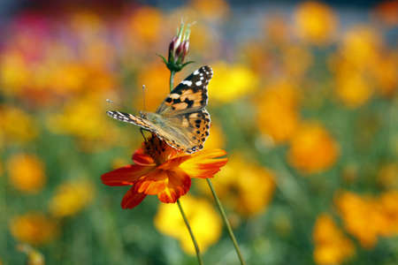 Yellow and white pattern butterfly close-up, landing in the orange flowers の写真素材