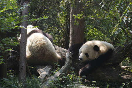 Two sleeping panda in the woodsの写真素材