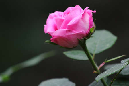 Pink roses with water 