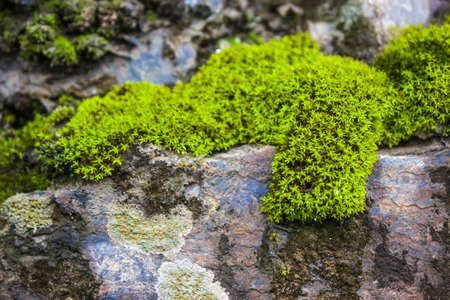 The rock was covered with brightly colored green moss