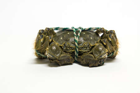 From China Yangcheng Lake crabsの写真素材