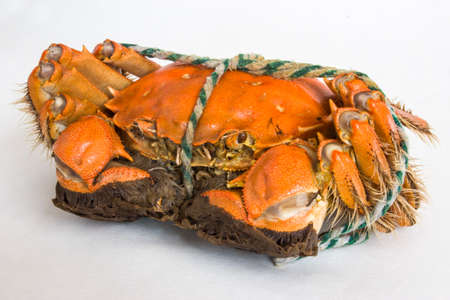  Chinese Yangcheng Lake crab