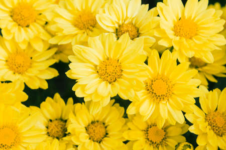 Bright blooming yellow daisies close-up