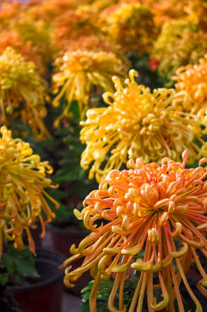 Bright blooming yellow daisies close-upの写真素材