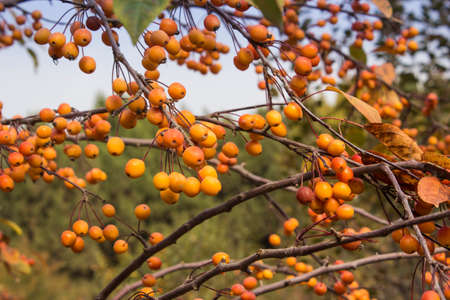 Mature fruit
