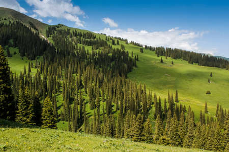 The beautiful green prairie landscape.の写真素材
