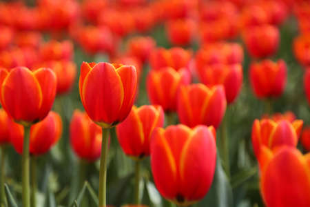 tulipの写真素材