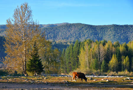 Forest with a cowの写真素材