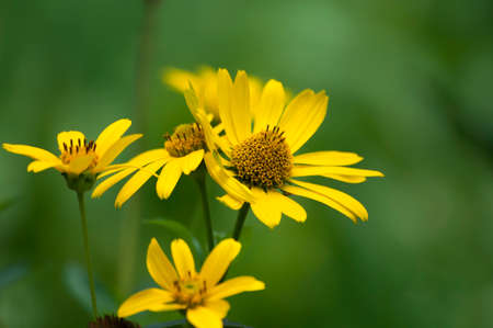 Yellow wild flowersの写真素材