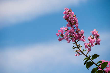 pink Flowerの写真素材