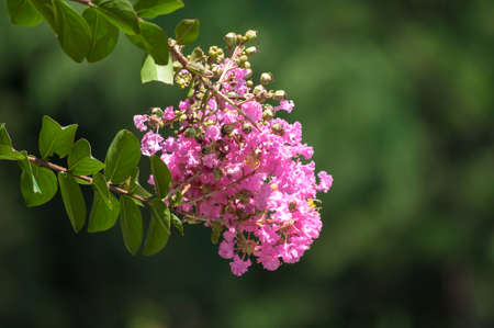 pink Flowerの写真素材