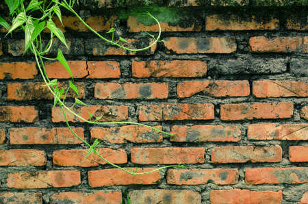 Green Ivy brick wallの写真素材