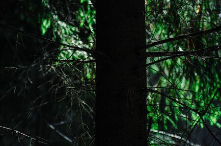 Forest at the dayの写真素材