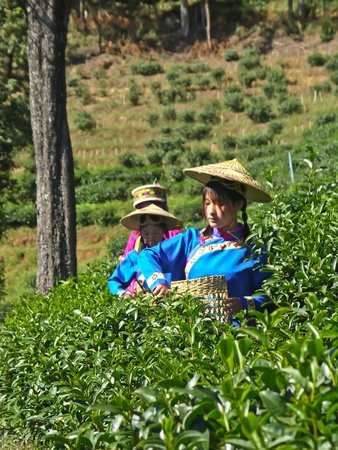 Three girls is bring in the green teaのeditorial素材