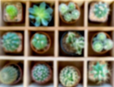 Cactuses Blur in the block wood