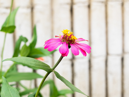 Pink Zinnia and green leafの写真素材