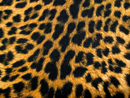 texture and pattern of leopard for backgroundの写真素材