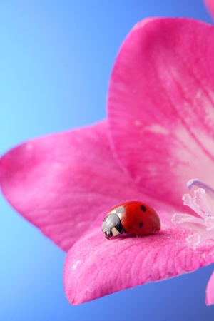 ladybug on petalの写真素材