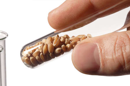 wheat seed in test tubeの写真素材