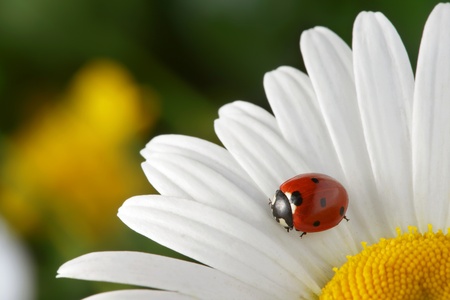 red ladybug on flower petalの写真素材