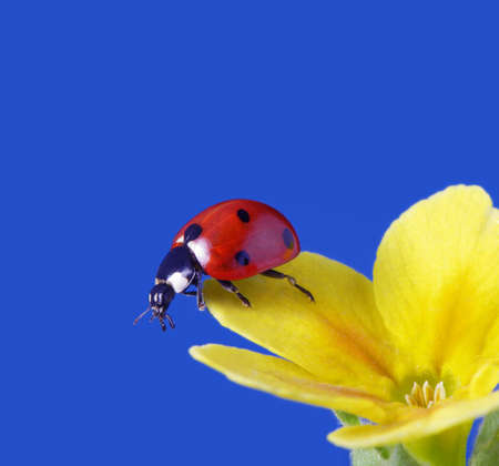 ladybug on yellow flowerの写真素材