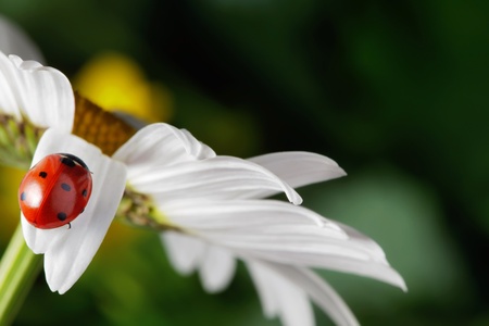 red ladybug on flower petalの写真素材