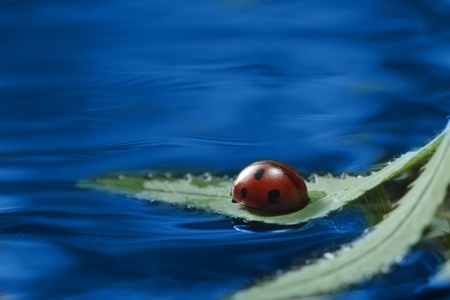 ladybug on leaf in waterの写真素材