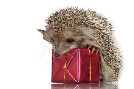 hedgehog on box,の写真素材