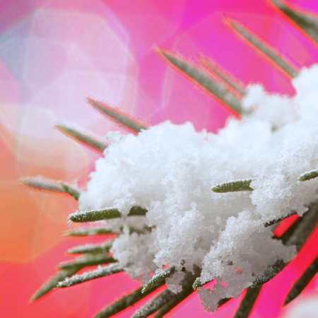 green fir in snow 