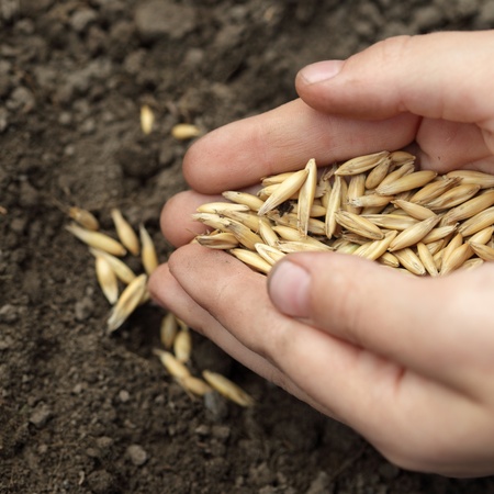 children hand sowing seedの写真素材