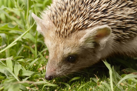 hedgehog の写真素材
