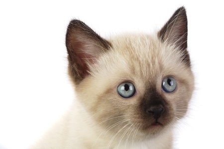 kittenの写真素材
