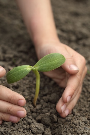 green sprout  in child hand の写真素材