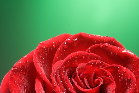 roseの写真素材