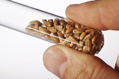  seedの写真素材