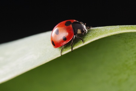 ladybugの写真素材