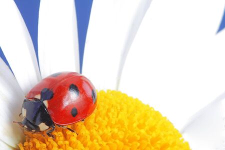 ladybugの写真素材