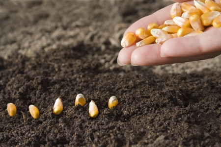 sowing seedの写真素材