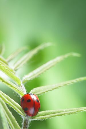 ladybug on leafの写真素材