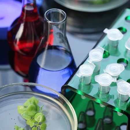 lab
