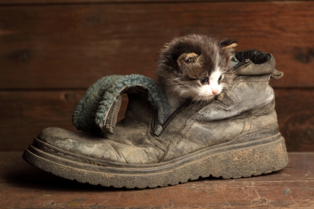 young kitten in old bootの写真素材