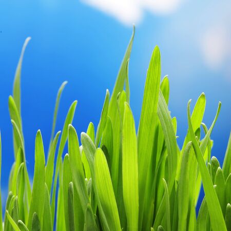 green grass on sky backgroundの写真素材