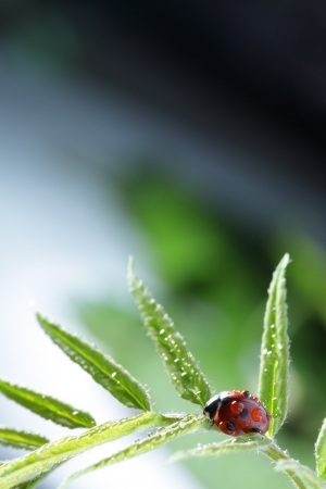 ladybug on leafの写真素材