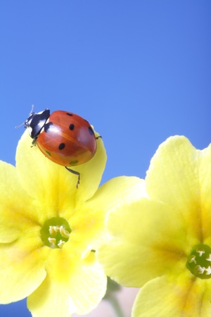ladybird on camomile flowerの写真素材