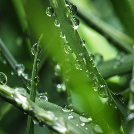 green  grass