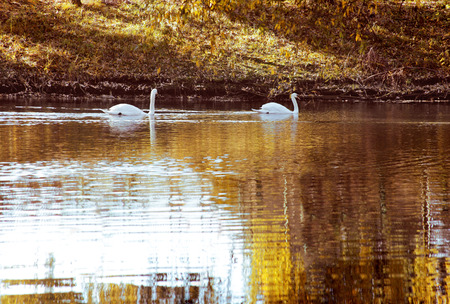 two white swan in autumn purgedの写真素材