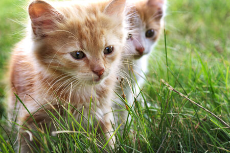 two kitten on green grassの写真素材