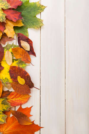 autumn leaf on white wood background