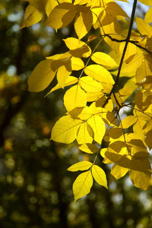 dry autumn leaf stuck in forest