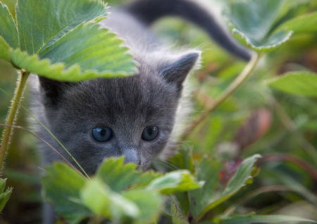 hiding little smoky blue cat in the green summer grassの写真素材